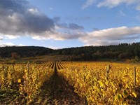 ¿Cuáles son las principales rutas del vino de Valdeorras?