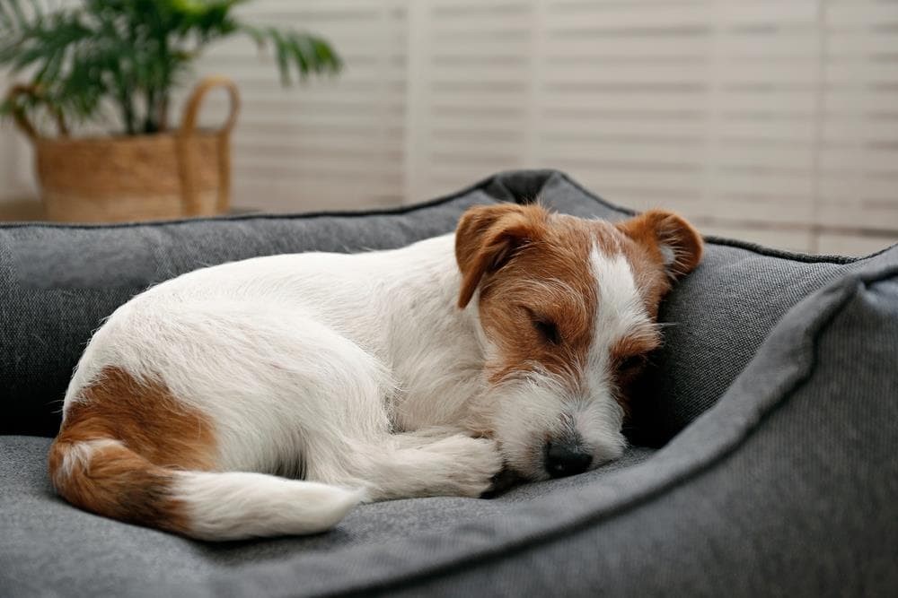 ¡Tu amigo de cuatro patas tiene su lugar en nuestra pensión en Ourense!